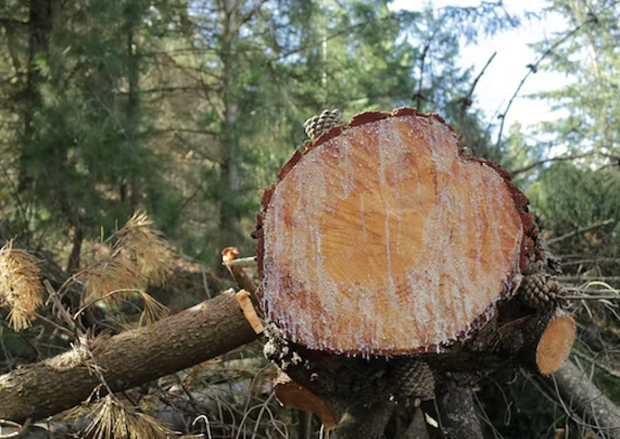 Cyclone Gabrielle forestry 