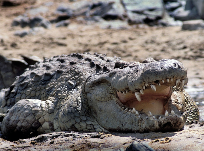 A Nile crocodile, the creature to be deployed in Israel's Ketziot Prison